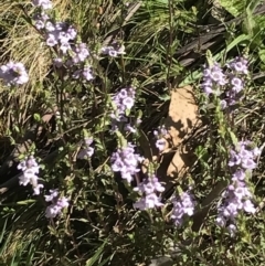 Euphrasia collina (Purple Eye-bright) at Cotter River, ACT - 13 Dec 2021 by BrianH