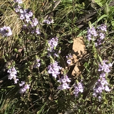 Euphrasia collina (Purple Eye-bright) at Cotter River, ACT - 12 Dec 2021 by BrianH