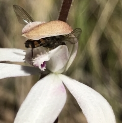 Syrphidae (family) (Unidentified Hover fly) at Cotter River, ACT - 13 Dec 2021 by BrianH