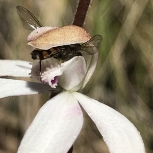 Syrphidae (family) at Cotter River, ACT - 13 Dec 2021 10:31 AM