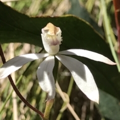 Caladenia moschata (Musky Caps) at Cotter River, ACT - 12 Dec 2021 by BrianH