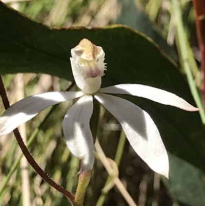 Caladenia moschata (Musky Caps) at Cotter River, ACT - 13 Dec 2021 by BrianH