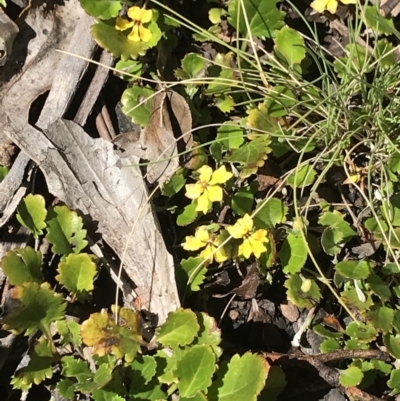 Goodenia hederacea subsp. alpestris at Cotter River, ACT - 13 Dec 2021 by BrianH