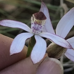 Caladenia moschata (Musky Caps) at Cotter River, ACT - 12 Dec 2021 by BrianH