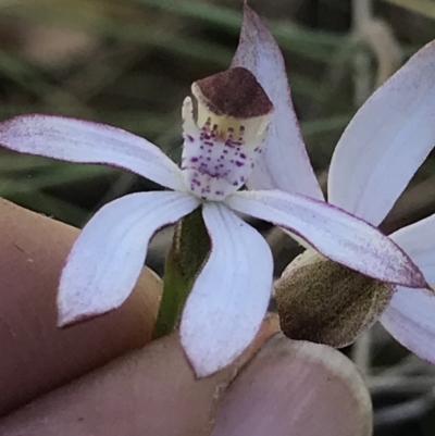 Caladenia moschata (Musky Caps) at Cotter River, ACT - 13 Dec 2021 by BrianH