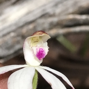 Caladenia moschata at Cotter River, ACT - suppressed