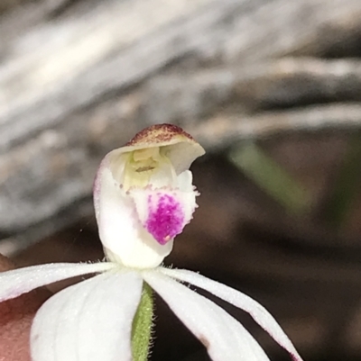 Caladenia moschata (Musky Caps) at Cotter River, ACT - 13 Dec 2021 by BrianH