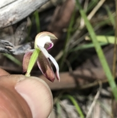 Caladenia moschata at Cotter River, ACT - suppressed