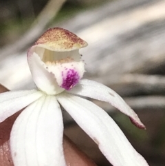 Caladenia moschata at Cotter River, ACT - suppressed