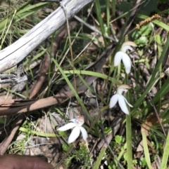 Caladenia moschata at Cotter River, ACT - suppressed