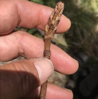 Gastrodia sp. (Potato Orchid) at Cotter River, ACT - 13 Dec 2021 by BrianH