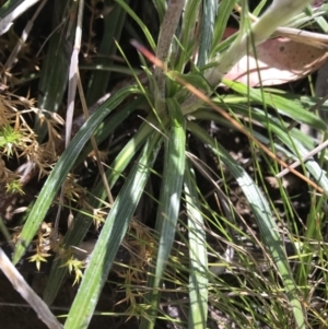 Celmisia tomentella at Cotter River, ACT - 13 Dec 2021