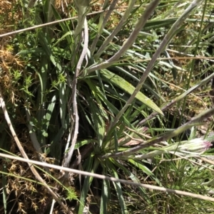 Celmisia tomentella at Cotter River, ACT - 13 Dec 2021