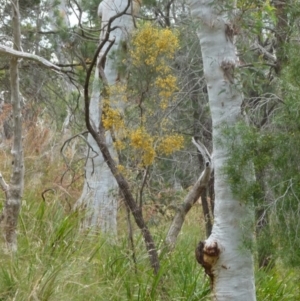 Jacksonia scoparia at Boro, NSW - 14 Dec 2021