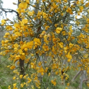 Jacksonia scoparia at Boro, NSW - suppressed