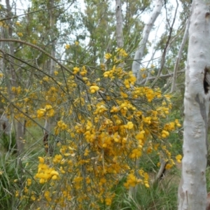 Jacksonia scoparia at Boro, NSW - suppressed