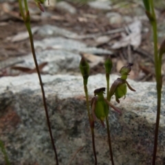 Caleana minor (Small Duck Orchid) at Boro - 14 Dec 2021 by Paul4K