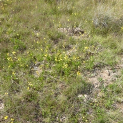 Goodenia bellidifolia subsp. bellidifolia (Daisy Goodenia) at Boro - 14 Dec 2021 by Paul4K