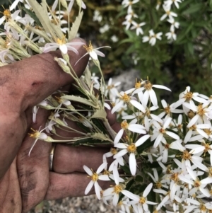 Olearia erubescens at Rendezvous Creek, ACT - 5 Dec 2021