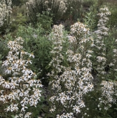 Olearia erubescens at Rendezvous Creek, ACT - 5 Dec 2021 02:58 PM