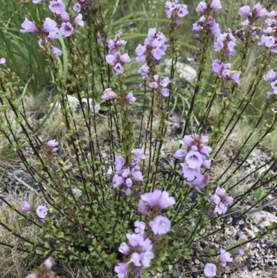 Euphrasia collina subsp. paludosa at Rendezvous Creek, ACT - 5 Dec 2021 by BrianH