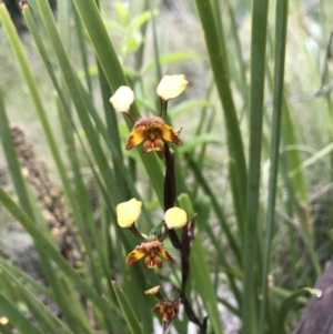 Diuris semilunulata at Rendezvous Creek, ACT - suppressed