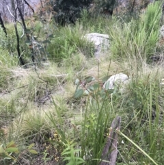 Diuris semilunulata at Rendezvous Creek, ACT - suppressed