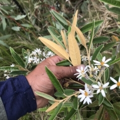 Olearia megalophylla (Large-leaf Daisy-bush) at Rendezvous Creek, ACT - 5 Dec 2021 by BrianH