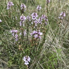 Euphrasia collina (Purple Eye-bright) at Rendezvous Creek, ACT - 5 Dec 2021 by BrianH