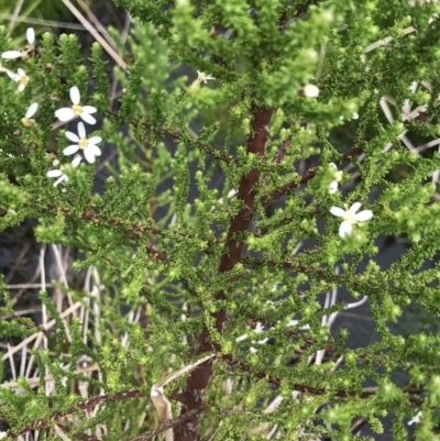 Olearia algida (Alpine Daisy Bush) at Rendezvous Creek, ACT - 5 Dec 2021 by BrianH