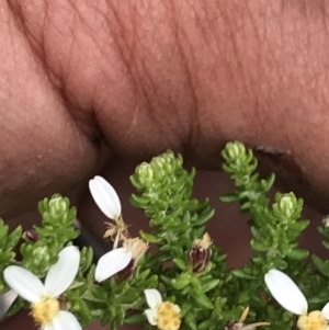 Olearia algida at Rendezvous Creek, ACT - 5 Dec 2021 01:33 PM