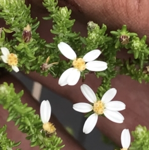 Olearia algida at Rendezvous Creek, ACT - 5 Dec 2021 01:33 PM