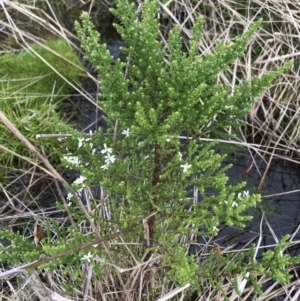 Olearia algida at Rendezvous Creek, ACT - 5 Dec 2021 01:33 PM