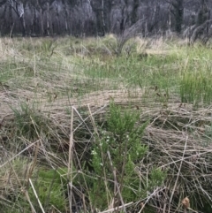 Olearia algida at Rendezvous Creek, ACT - 5 Dec 2021 01:33 PM