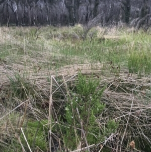 Olearia algida at Rendezvous Creek, ACT - 5 Dec 2021 01:33 PM