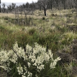 Olearia algida at Rendezvous Creek, ACT - 5 Dec 2021 01:35 PM