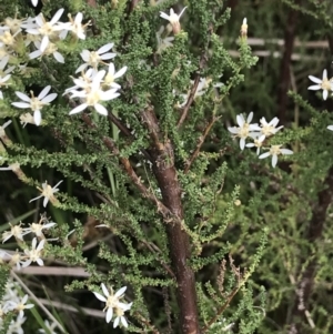 Olearia algida at Rendezvous Creek, ACT - 5 Dec 2021 01:35 PM