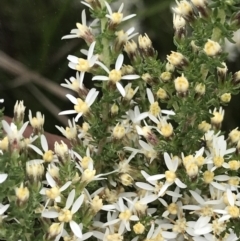 Olearia algida at Rendezvous Creek, ACT - 5 Dec 2021 01:35 PM