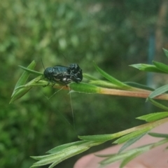 Aporocera (Aporocera) scabrosa (Leaf beetle) at Holder, ACT - 14 Dec 2021 by Miranda