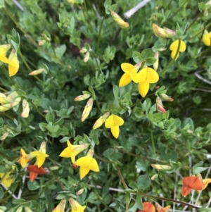 Lotus corniculatus at Rendezvous Creek, ACT - 5 Dec 2021 02:23 PM