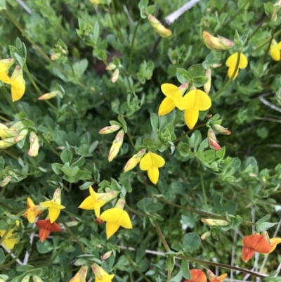 Lotus corniculatus (Birds-Foot Trefoil) at Rendezvous Creek, ACT - 5 Dec 2021 by BrianH