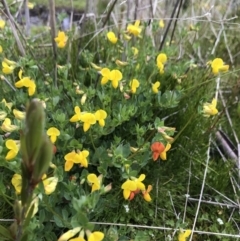 Lotus corniculatus at Rendezvous Creek, ACT - 5 Dec 2021 02:23 PM