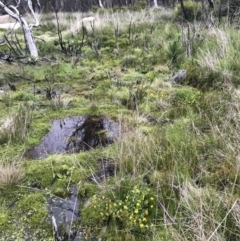 Lotus corniculatus at Rendezvous Creek, ACT - 5 Dec 2021 02:23 PM