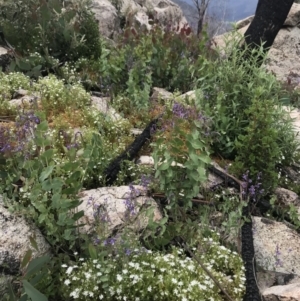 Veronica perfoliata at Rendezvous Creek, ACT - 5 Dec 2021 02:56 PM