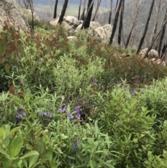 Veronica perfoliata at Rendezvous Creek, ACT - 5 Dec 2021 02:56 PM