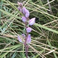 Thelymitra sp. (A Sun Orchid) at Cotter River, ACT - 4 Dec 2021 by BrianH