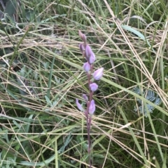 Thelymitra sp. at Cotter River, ACT - suppressed