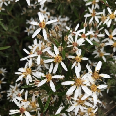 Olearia erubescens (Silky Daisybush) at Cotter River, ACT - 4 Dec 2021 by BrianH