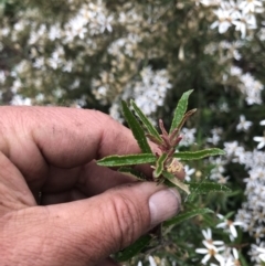 Olearia erubescens at Cotter River, ACT - 5 Dec 2021