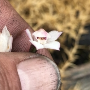 Caladenia alpina at Cotter River, ACT - suppressed